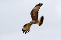 Snail Kite Immature Male