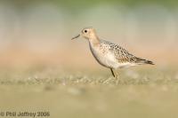Buff-breasted Sandpiper