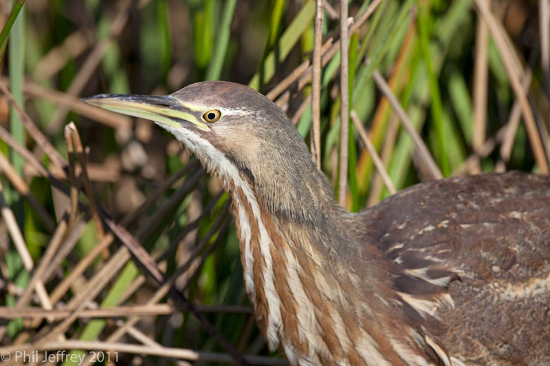 American Bittern