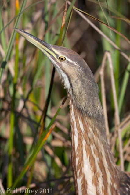 American Bittern