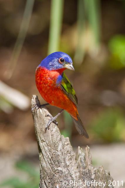 Painted Bunting