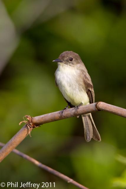 Eastern Phoebe adult