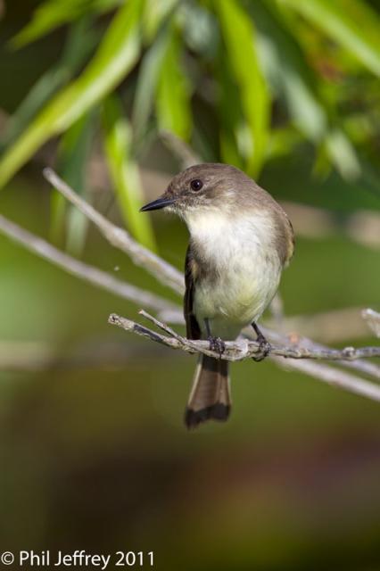 Eastern Phoebe adult