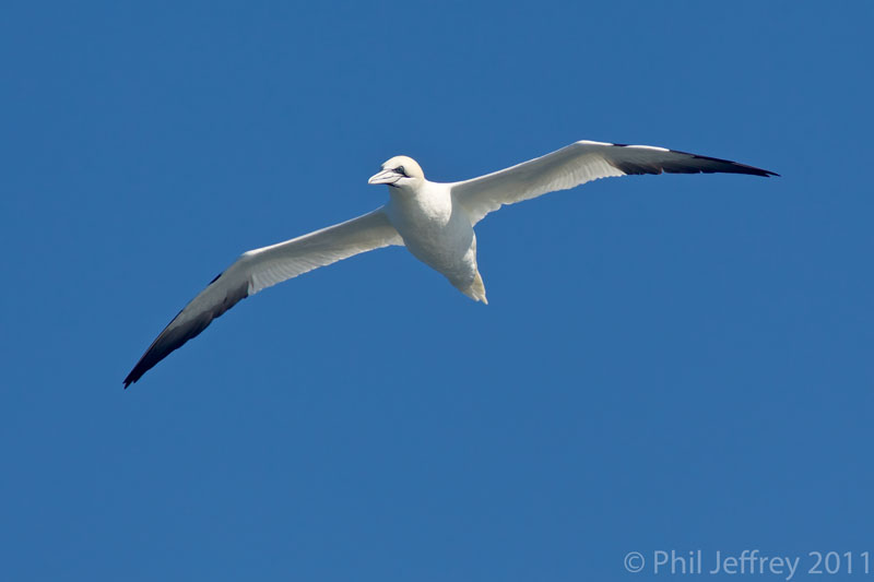 Northern Gannet
