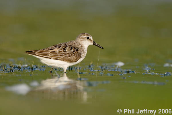 Semipalmated Sandpiper