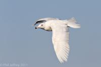 Glaucous Gull