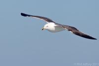 Lesser Black-backed Gull third cycle