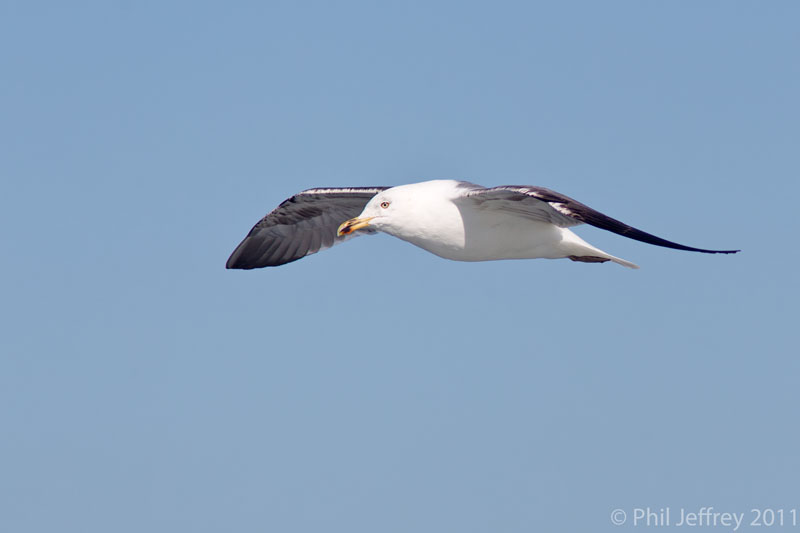 Lesser Black-backed Gull third cycle