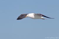 Lesser Black-backed Gull third cycle