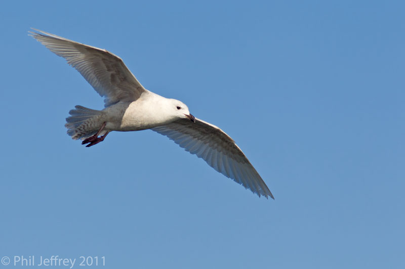 Iceland Gull