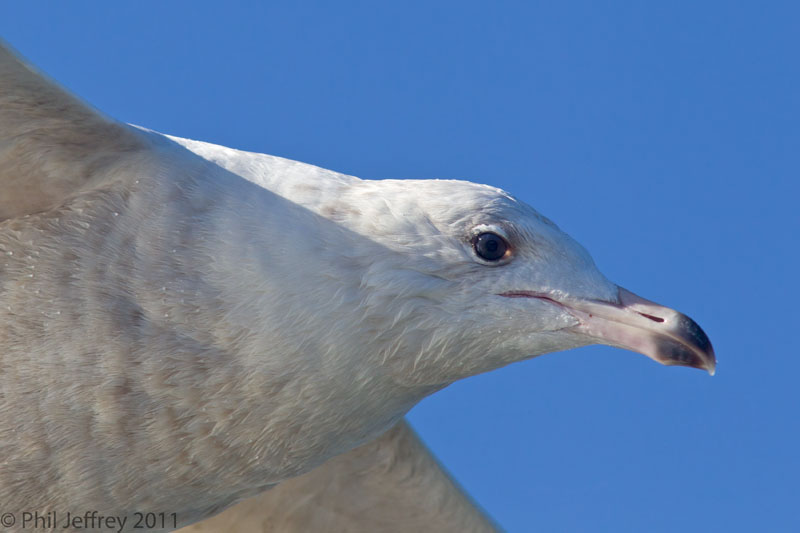 Glaucous Gull