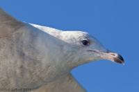 Glaucous Gull