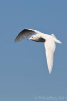 Glaucous Gull