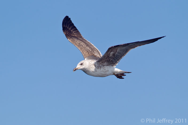 Lesser Black-backed Gull 2nd cycle