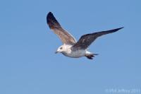Lesser Black-backed Gull 2nd cycle