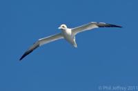 Northern Gannet