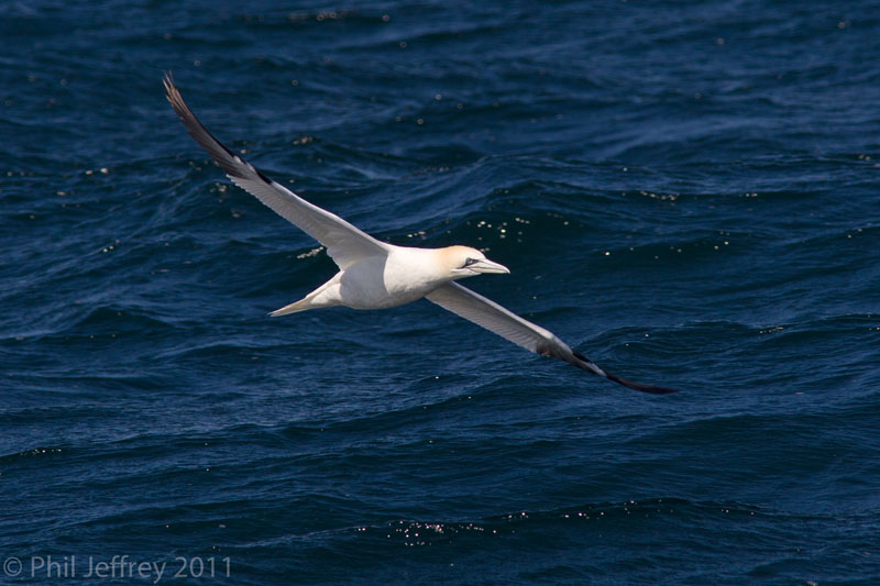 Northern Gannet