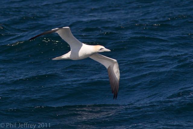 Northern Gannet