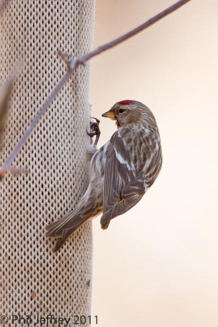 Common Redpoll first spring male