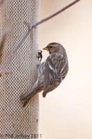 Common Redpoll first spring male