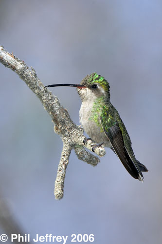 Broad-billed Hummingbird