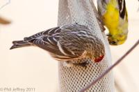 Common Redpoll adult male