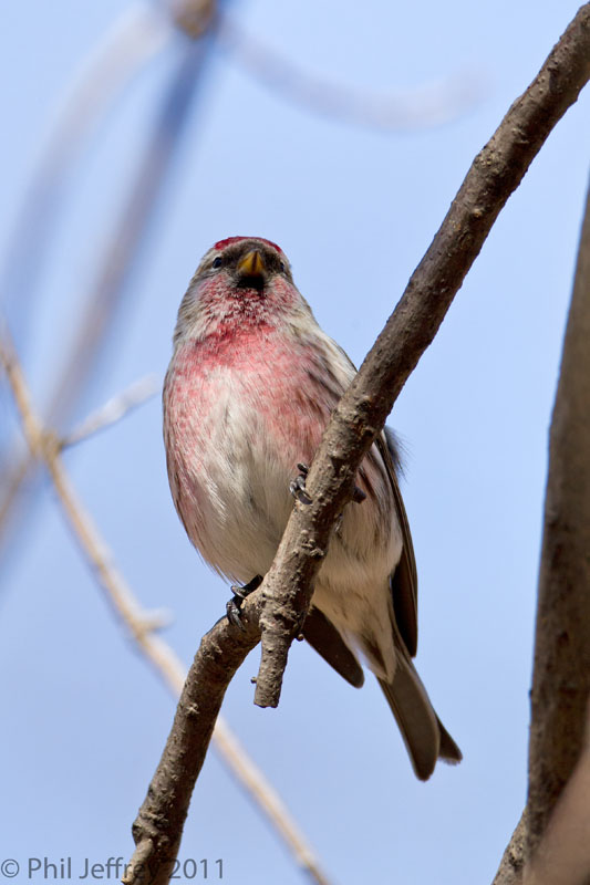 Common Redpoll adult male