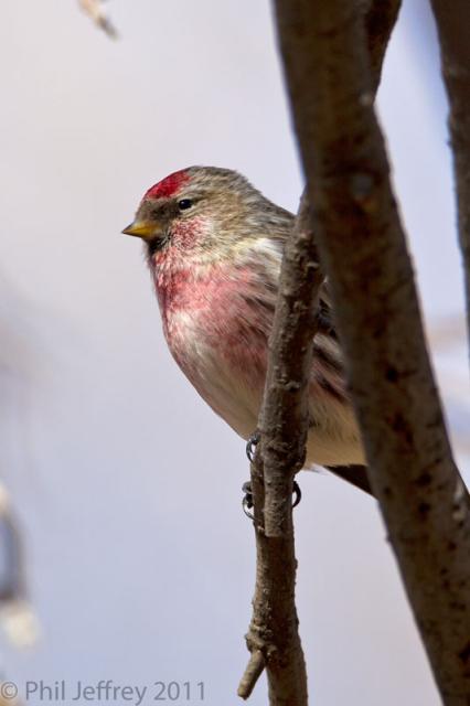 Common Redpoll adult male