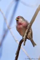 Common Redpoll adult male
