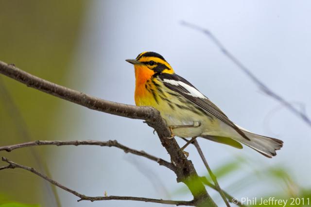 Blackburnian Warbler male