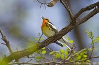 Blackburnian Warbler male