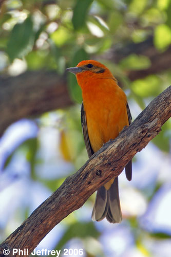 Flame-colored Tanager