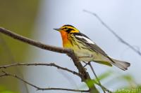 Blackburnian Warbler male