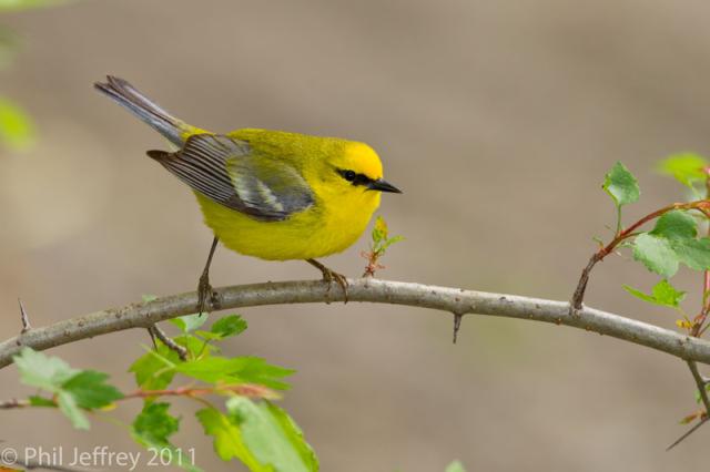 Blue-winged Warbler male