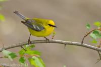 Blue-winged Warbler