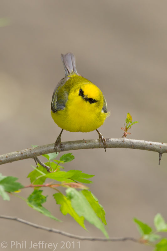 Blue-winged Warbler male