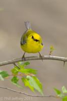 Blue-winged Warbler male