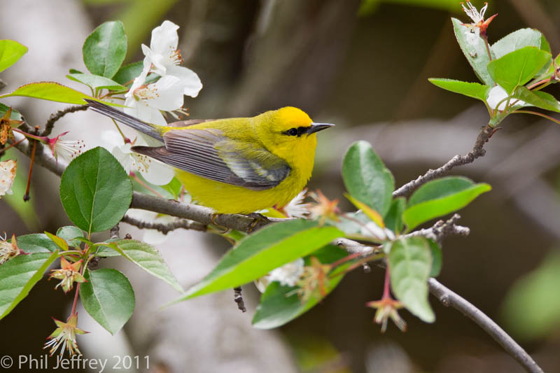 Blue-winged Warbler male