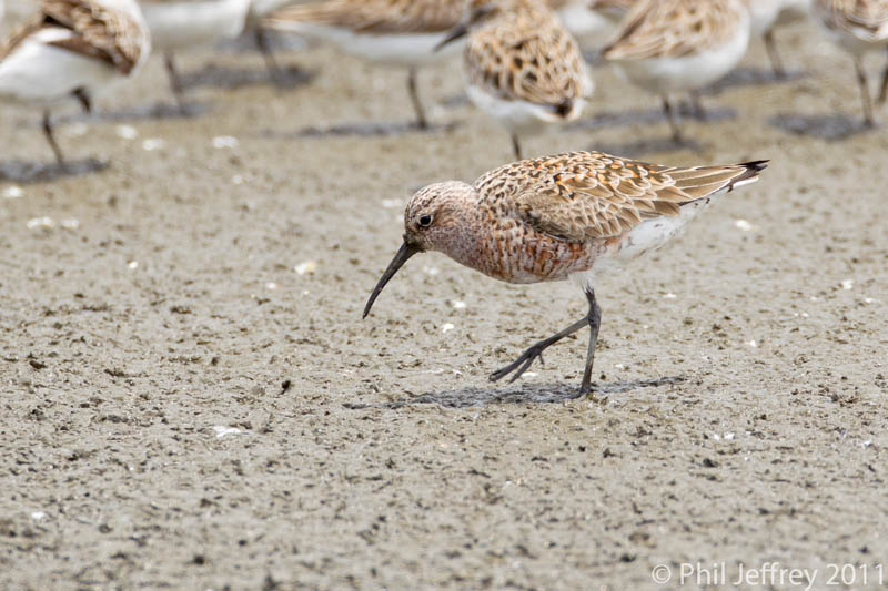 Curlew Sandpiper