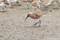Curlew Sandpiper