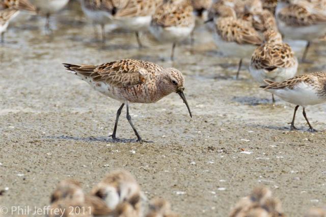 Curlew Sandpiper