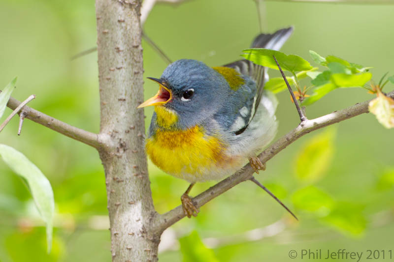 Northern Parula