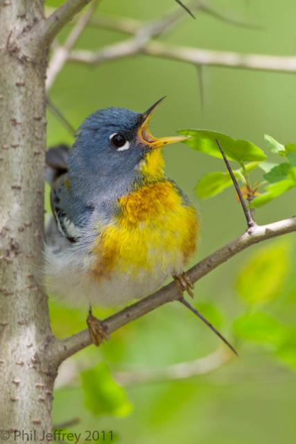 Northern Parula