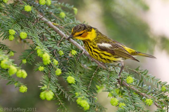 Cape May Warbler