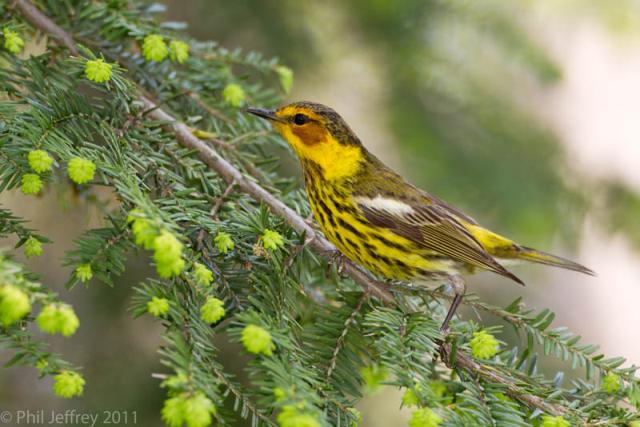 Cape May Warbler