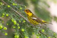 Cape May Warbler