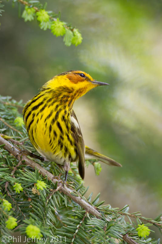 Cape May Warbler