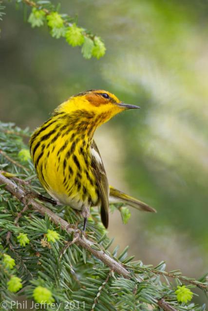 Cape May Warbler