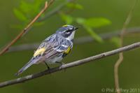 Yellow-rumped Warbler