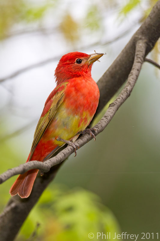 Summer Tanager